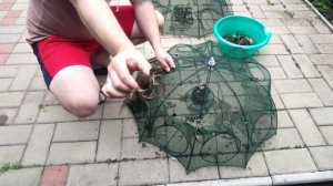 Как ловить раки на китайские раколовки??? Самый простой и эффективный способ ловли раков!!!