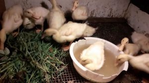 Утята породы СТАР 53. 19 дней