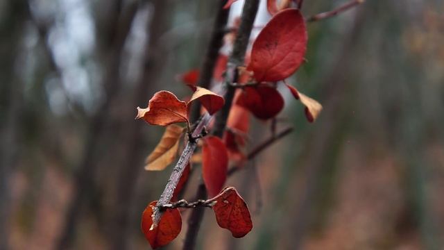 Телепроект СГУ «Мне нравится»