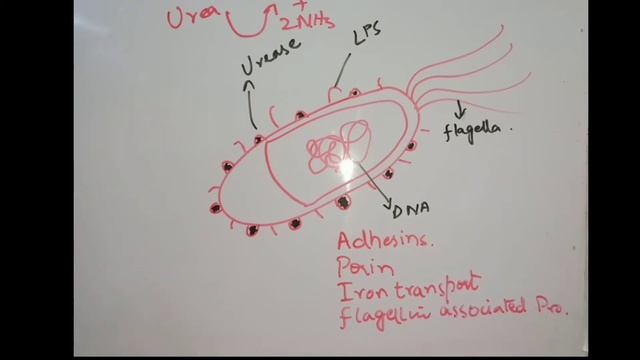 helicobacter pylori part1 смотреть онлайн