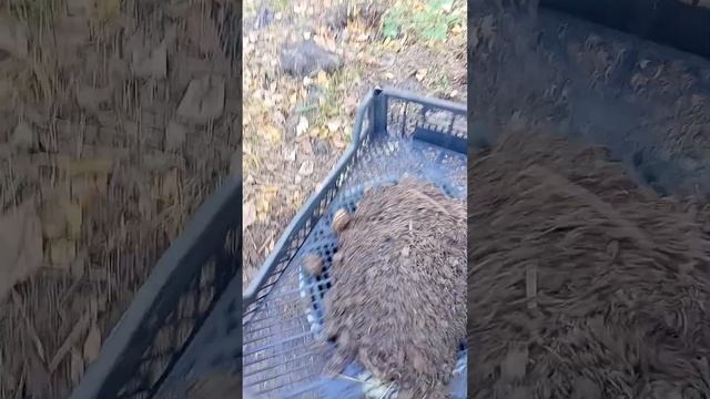 Заготовка лесного грунта для рассады.