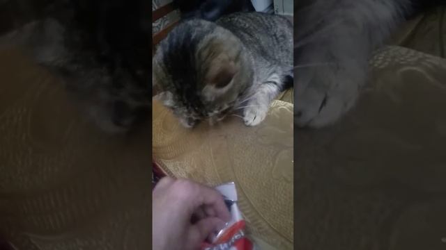 кошка ест семечки, веган смотреть онлайн