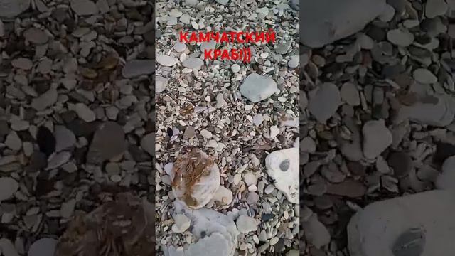 Крабовые палочки!)) #юмор #приколы #камчатский краб #крабовые палочки