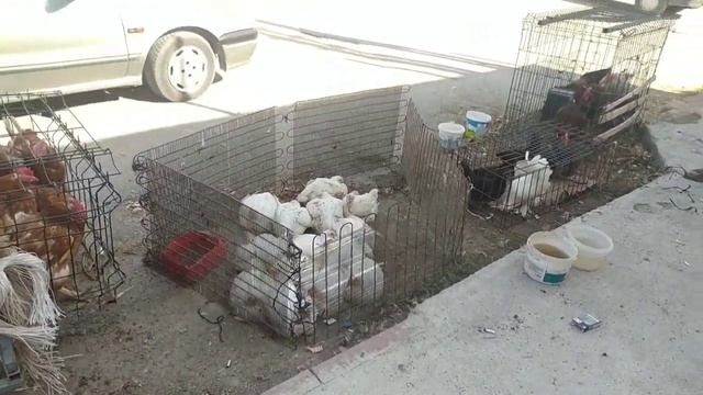 Влог_ День с Турецким Мужем✔️Пришло письмо✔️Покупки из магазина gratis✔️Ужин в Ресторане✔️Турция смотреть онлайн