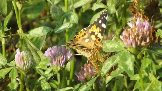 репейница (painted lady), июль 2013 г. смотреть онлайн