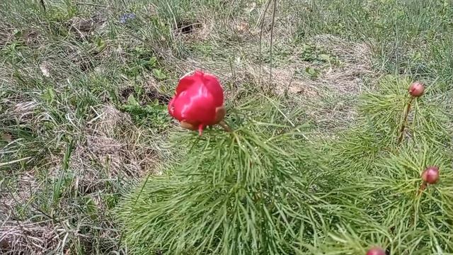 Мыс Скифский-мыс Джарган. 29.04.23. смотреть онлайн