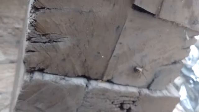 ARAÑA STEATODA GROSSA смотреть онлайн