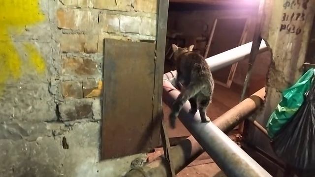 Пристраиваются с места обитания 3 смотреть онлайн