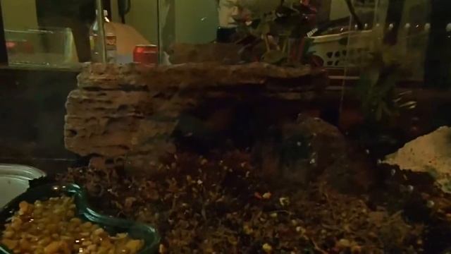 Our new Rose Hair Tarantula & Emperor Scorpion смотреть онлайн