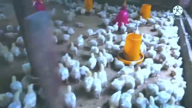 CARA PENABURAN SEKAM YANG BAIK UNTUK AYAM BROILER KANDANG OPEN смотреть онлайн