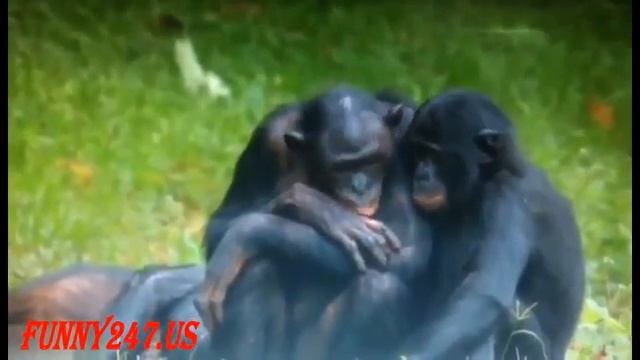 Bonobo Mating Success