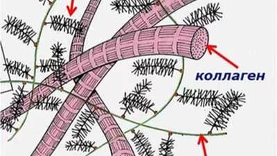 Сазонов С.В. 2. Сухожилие