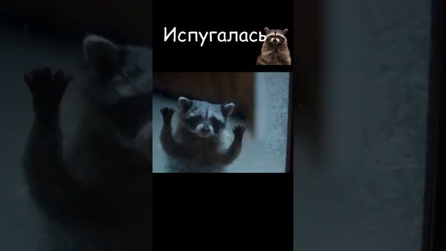 Испугалась енота #ksufilm #shots #кино #online #фильмы #смешно #фильм #lindsaylohan #топ #film смотреть онлайн