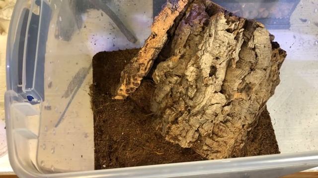 DIY natural Bioactive Tarantula Enclosure: Care & husbandry of Psalmopoeus pulcher the Panama Blond смотреть онлайн