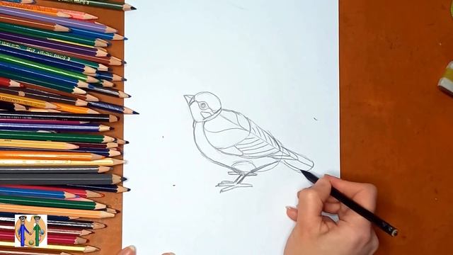 Как нарисовать воробья. Онлайн-школа рисования "Малевашки" смотреть онлайн