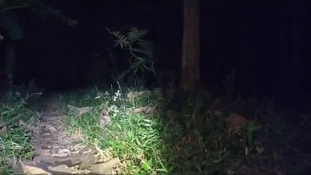 misi malam ini tangkep kuntilana k смотреть онлайн