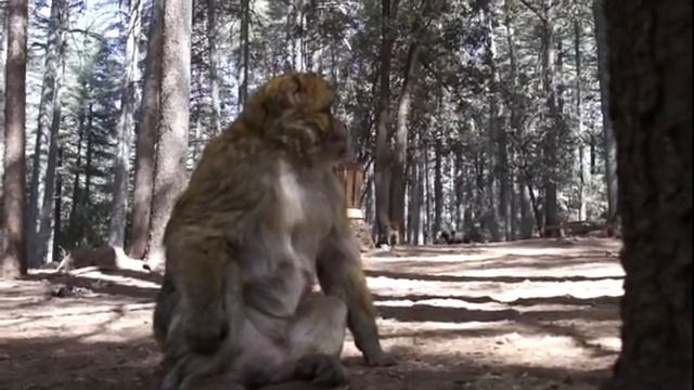 Экскурсия Фес Азру Обезьяны Почесались смотреть онлайн