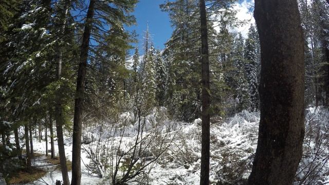 Northstar Tahoe Trees shedding snow April 23 2016 video 13 смотреть онлайн