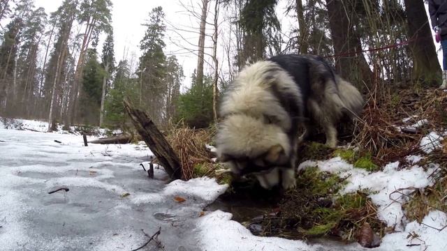 Маламут откапывает водоем | Malamute digs lake смотреть онлайн