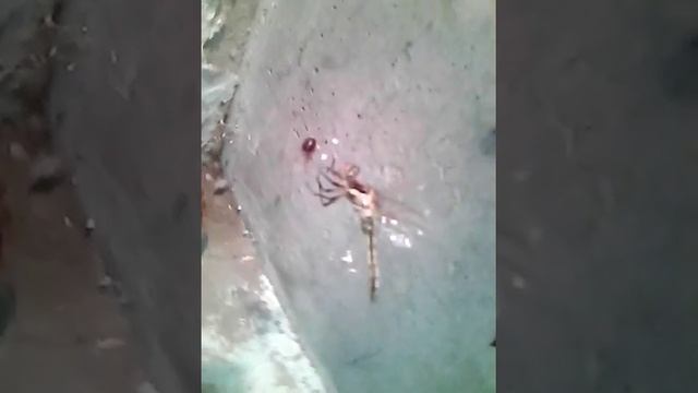 2 видео про паука смотреть онлайн
