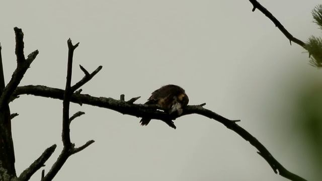 кемпинг в Кубе / мегавидеосолянка