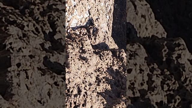 детёныш варана. Baby Varan.