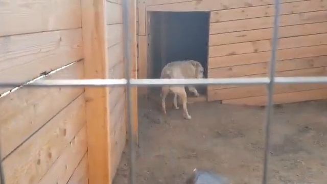 ЦЕЗАРЬ 12 ИЮЛЯ 2018 смотреть онлайн