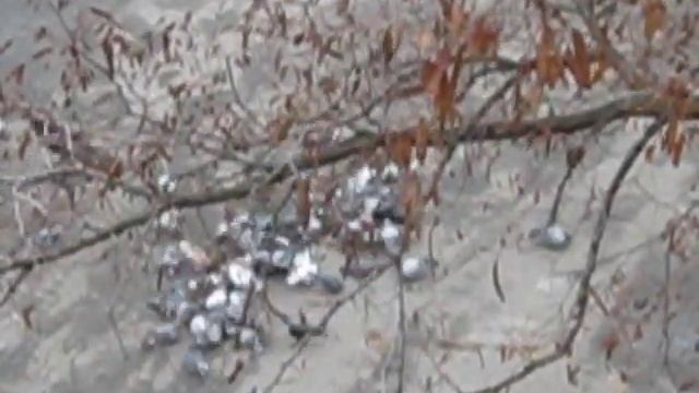 Pigeons vs crows смотреть онлайн