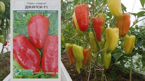 Честный отзыв о перце Джипси  F1