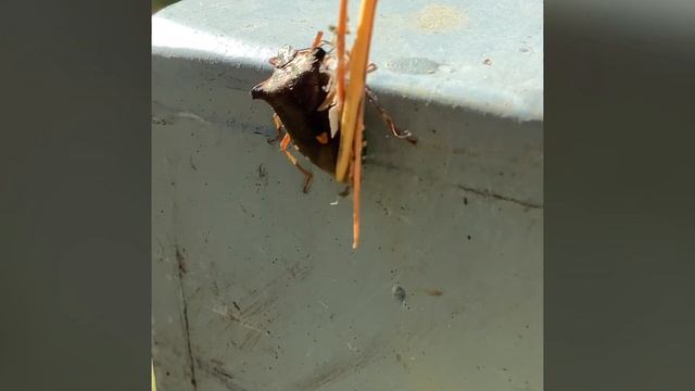 Anaverna Forest redlegged shieldbug (Pentatoma rufipes) смотреть онлайн