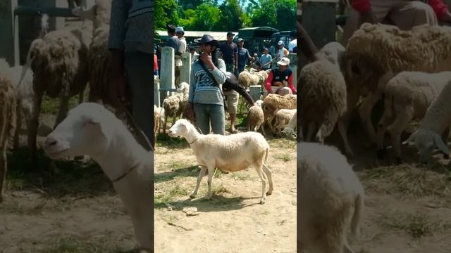 PASAR HEWAN KALIANGKRIK MAGELANG JAWA TENGAH смотреть онлайн
