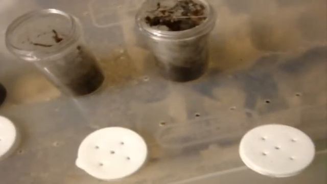 Tapinauchenius gigas (Orange Tree Spider) Sling Feeding Video смотреть онлайн