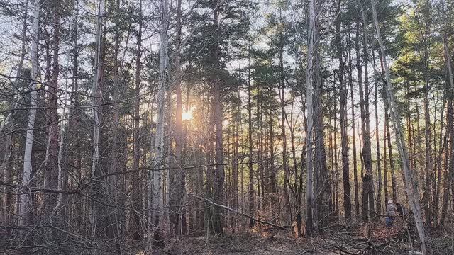 Как грибанутые гигрофоры искали смотреть онлайн