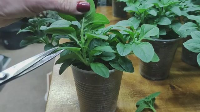 Как легко укоренить черенок петунии. Черенкование петунии от А до Я. Все тонкости процесса. смотреть онлайн