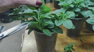 Как легко укоренить черенок петунии. Черенкование петунии от А до Я. Все тонкости процесса.