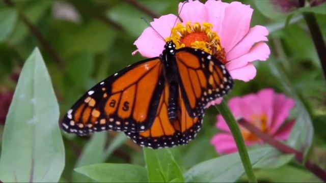 [AS BUMP] Cepia - Untitled смотреть онлайн