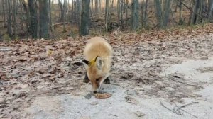 Лисица отведала кошачьего корма в Ульяновске
