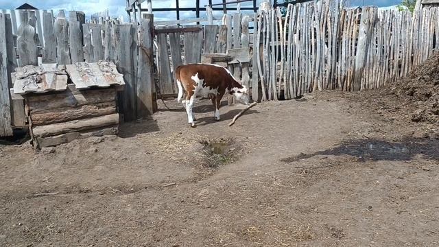 2 мая. Янке исполнилось 3 месяца. Живой вес по таблице - 135 кг. смотреть онлайн