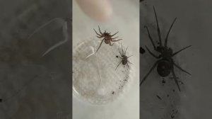 земляной паук VS стеотода Гросса