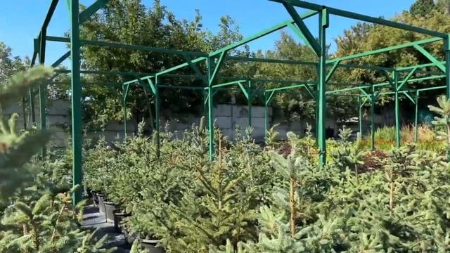 Распродажа Елей «Кейбаб» смотреть онлайн