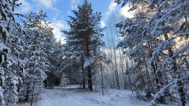 Заснеженный лес. ч.30. Ноябрь 2024 смотреть онлайн