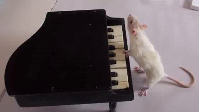 Rat Music