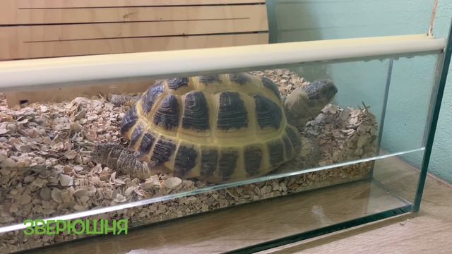 Содержание сухопутной среднеазиатской черепахи. смотреть онлайн