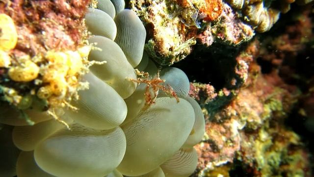 Orangutan Crab - Краб-орангутан