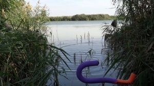 В КАМЫШАХ МНОГО РЫБЫ, РЫБАЛКА НА ПОПЛАВОК