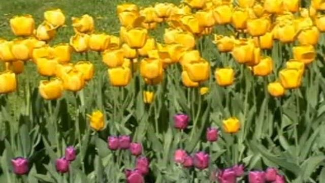 3 Politeh Irina Hristianova смотреть онлайн