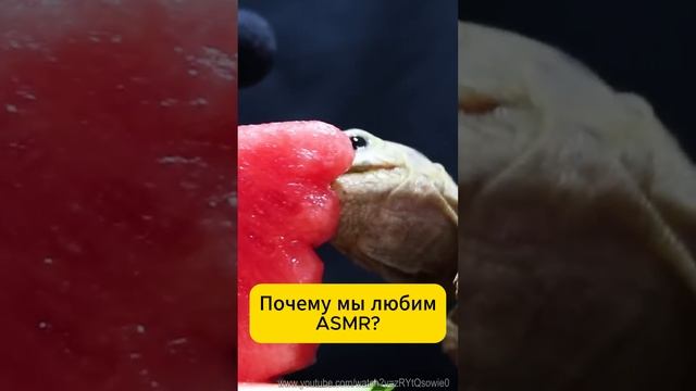 За что ты любишь ASMR? #ASMR #еда смотреть онлайн