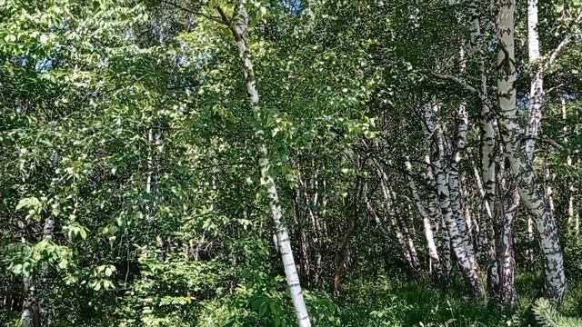 Кисловодск. Верхний парк. г.Малое седло. 25.06.23. смотреть онлайн