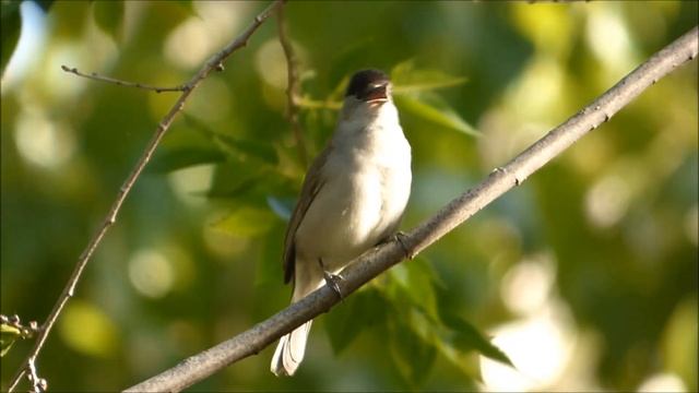 Curruca capirotada (Sylvia atricapilla) cantando смотреть онлайн