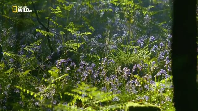 Природный мир Великобритании/The Natural World Of Great Britain